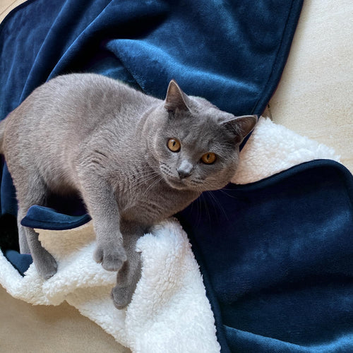 Waterproof Lovers' Blanket